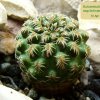 Sulcorebutia_ markusii _ssp.tintiniensis_ HS57_ 01